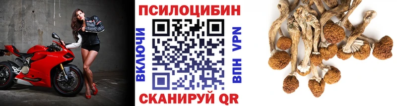 Псилоцибиновые грибы Cubensis  купить наркоту  Горняк 